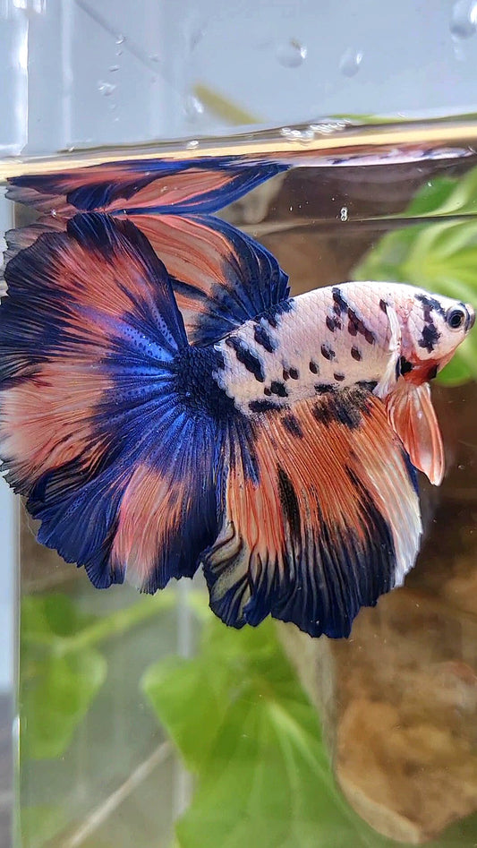 LUXURY HALFMOON ROSETAIL PINK FLAMINGGO BLUE DOTS MARBLE BETTA FISH