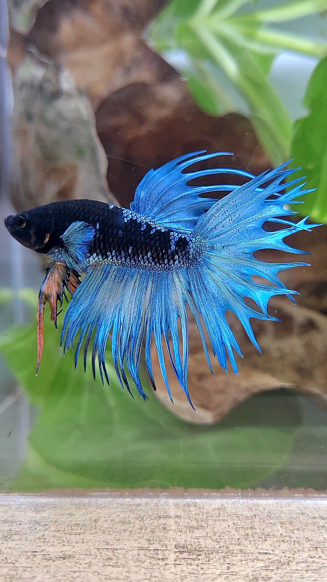 KING CROWNTAIL BLACK GALAXY AVATAR BLUE BETTA FISH