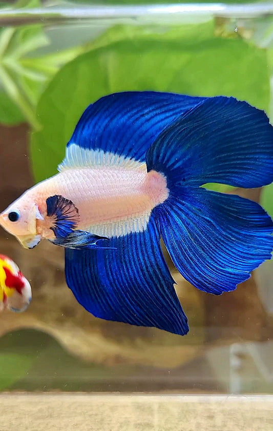 LUXURY HALFMOON DOUBLE TAIL BLUE RIM BICOLOR BETTA FISH