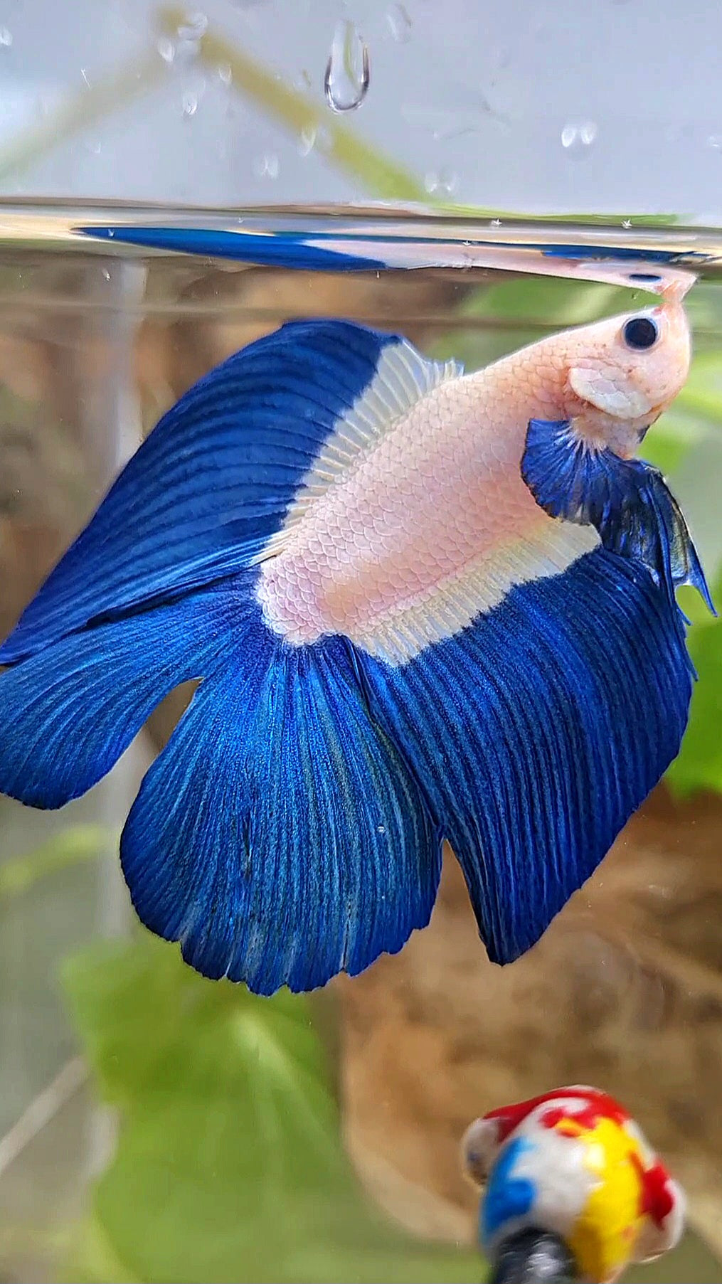 LUXURY HALFMOON DOUBLE TAIL BLUE RIM BICOLOR BETTA FISH