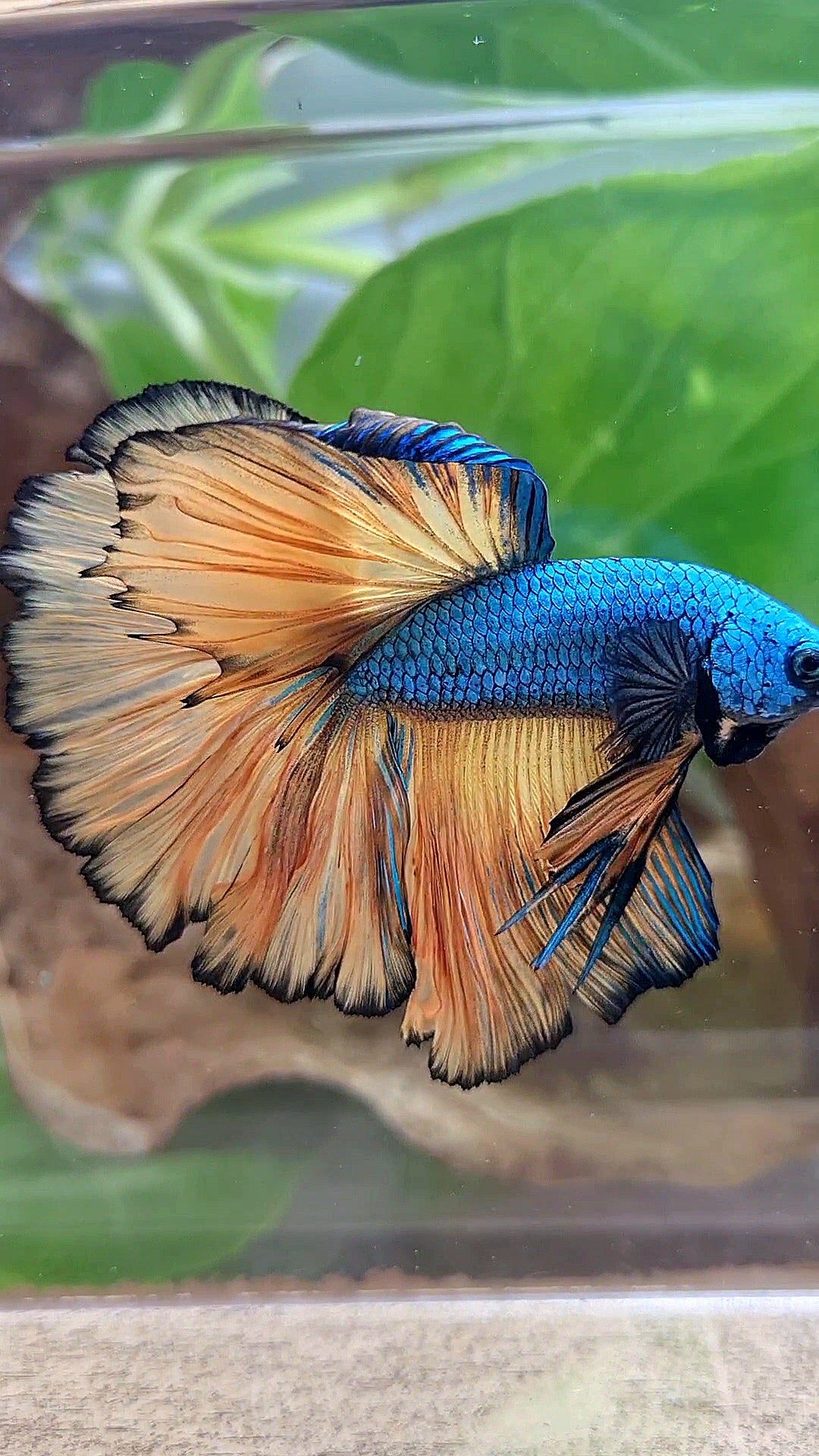 HALFMOON OVER ROSETAIL BLUE DRAGON YELLOW MUSTARD GAS BETTA FISH