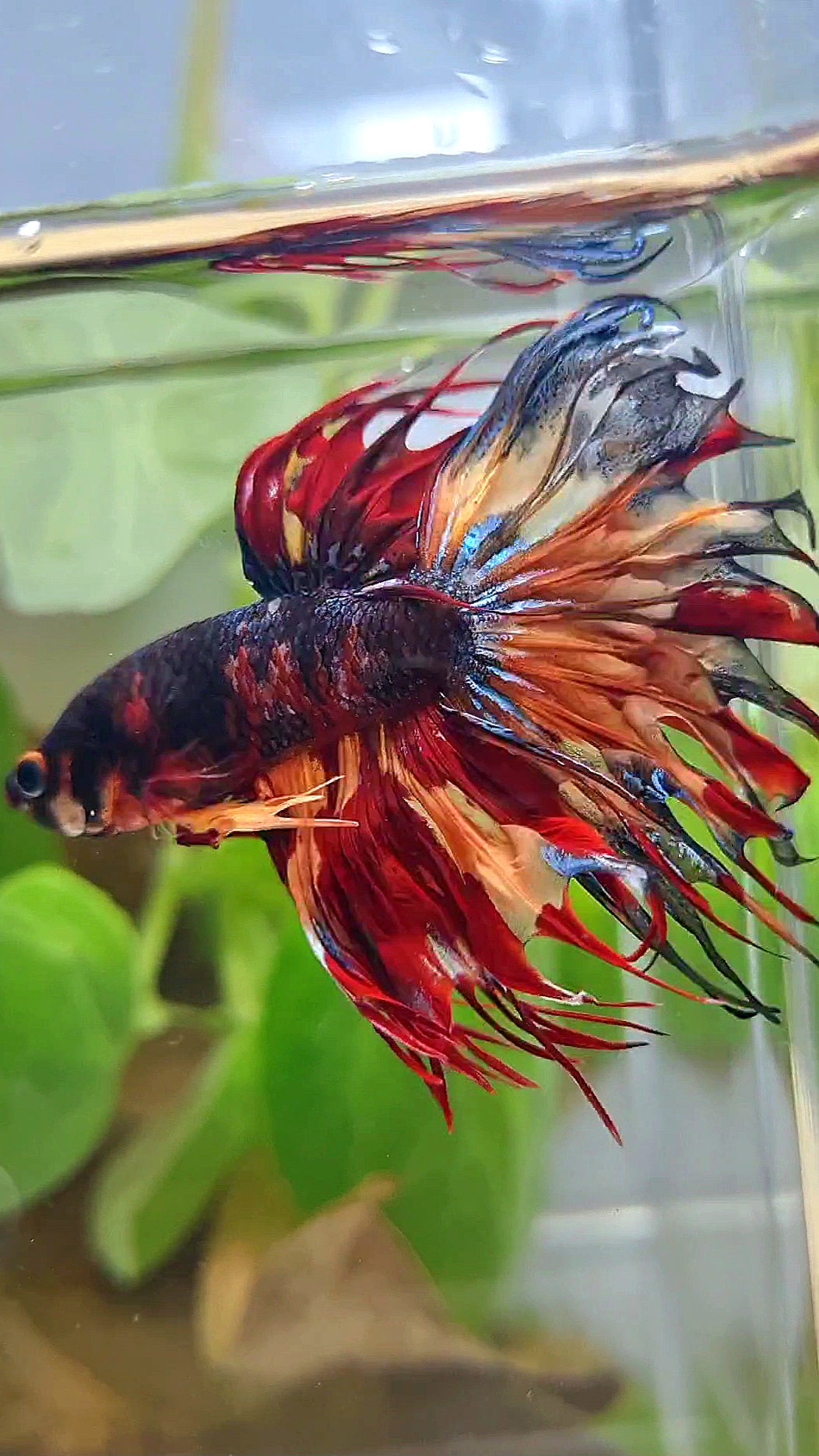 CROWNTAIL DARK FIRE MULTICOLOR BETTA FISH