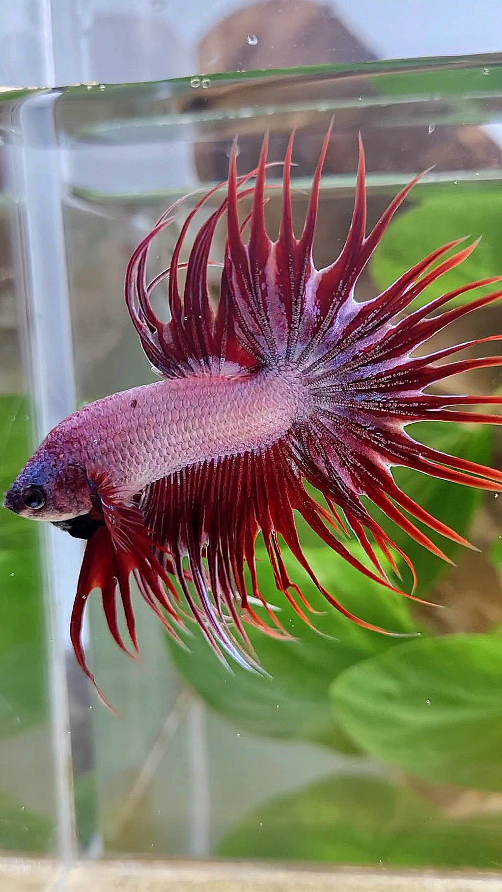 CROWNTAIL RED DRAGON BETTA FISH