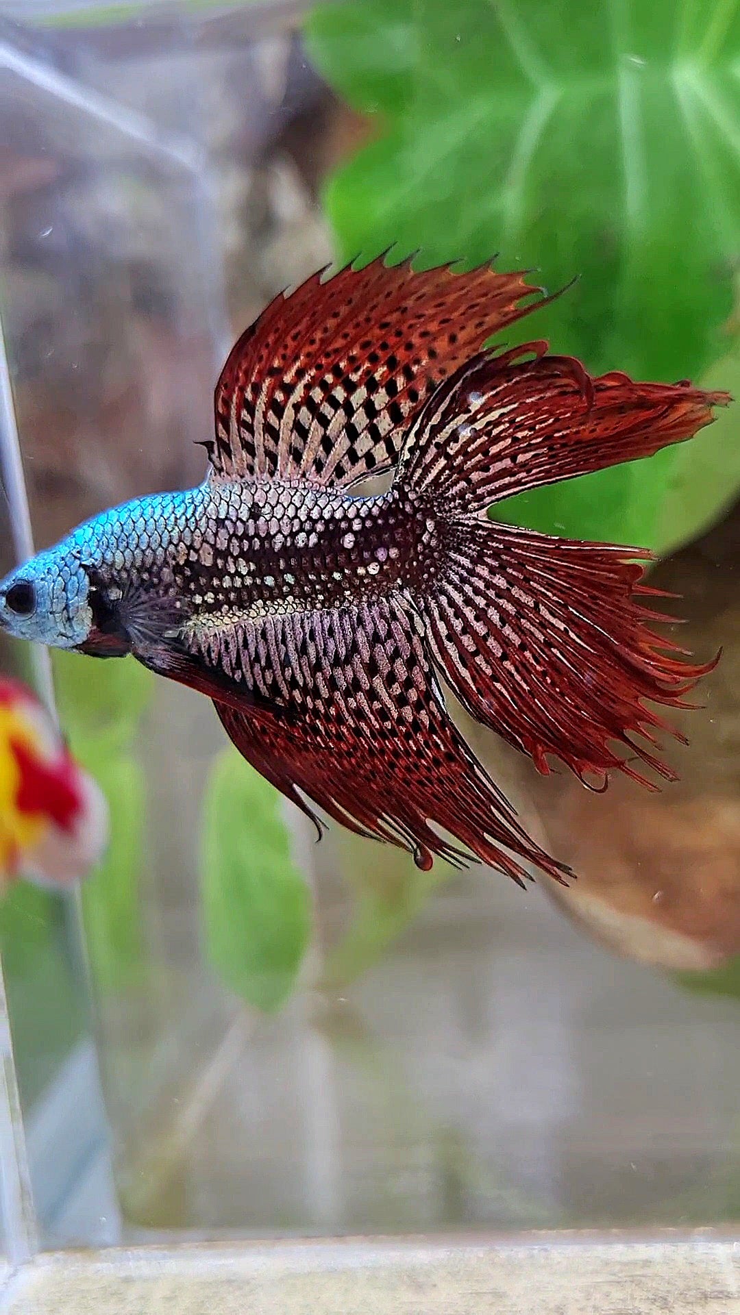 LUXURY HALFMOON CROWNTAIL DOUBLE TAIL ALIEN COPPER SAMURAI HYBRID WILD BETTA FISH