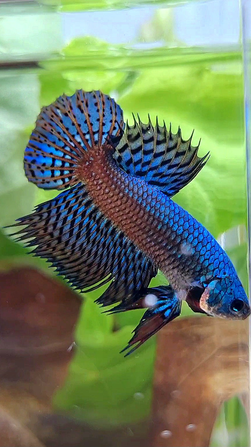 LUXURY CROWNTAIL PLAKAT ALIEN GREEN BLUE HYBRID WILD BETTA FISH