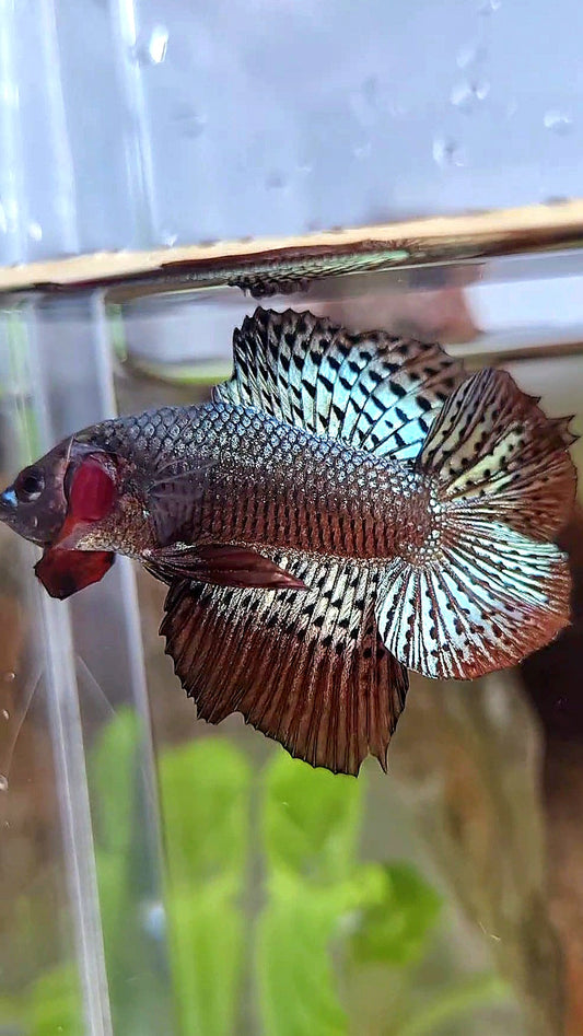 LUXURY HMPK DOUBLE TAIL ALIEN COPPER BROWN HYBRID WILD BETTA FISH
