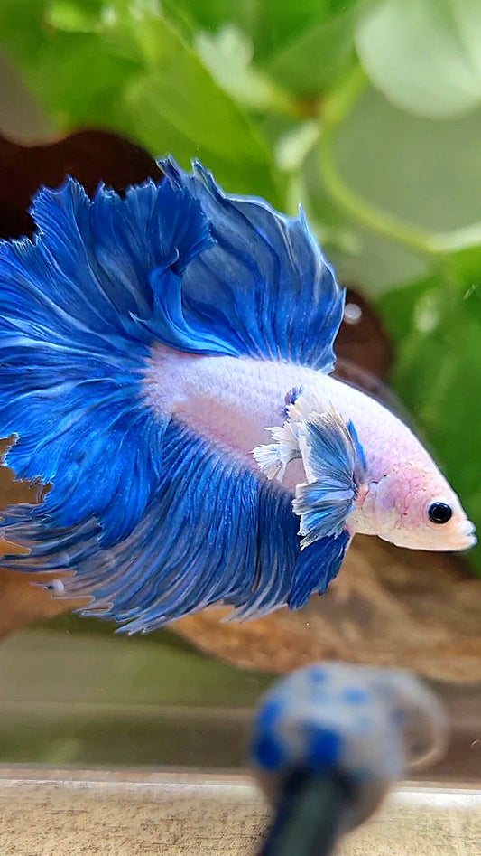 HALFMOON DUMBO COLORED EAR ROSETAIL BLUE GRIZZLE BETTA FISH