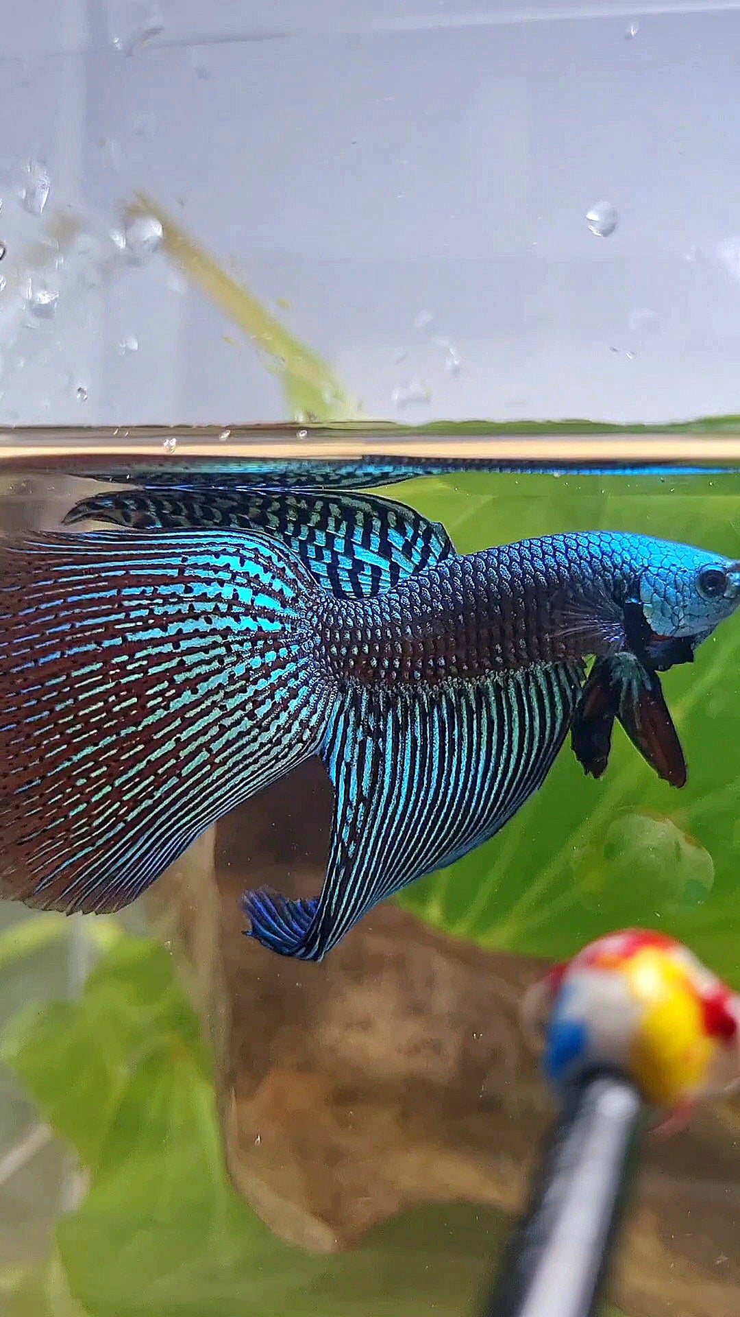 LONGFIN DELTA ALIEN GREEN HYBRID WILD BETTA FISH