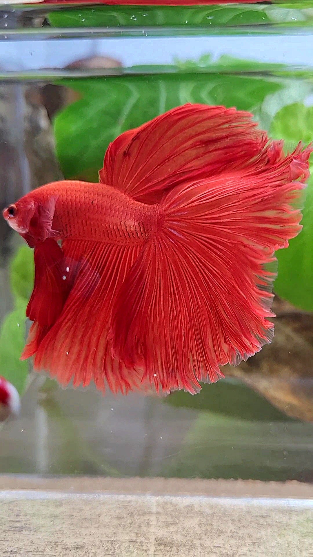 HALFMOON OVERTAIL ROSETAIL SUPER RED BETTA FISH