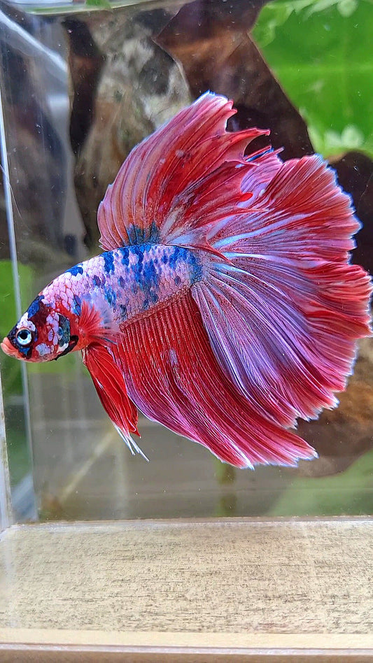 XL HALFMOON ROSETAIL PINK PURPLE FANCY DOTS MULTICOLOR BETTA FISH