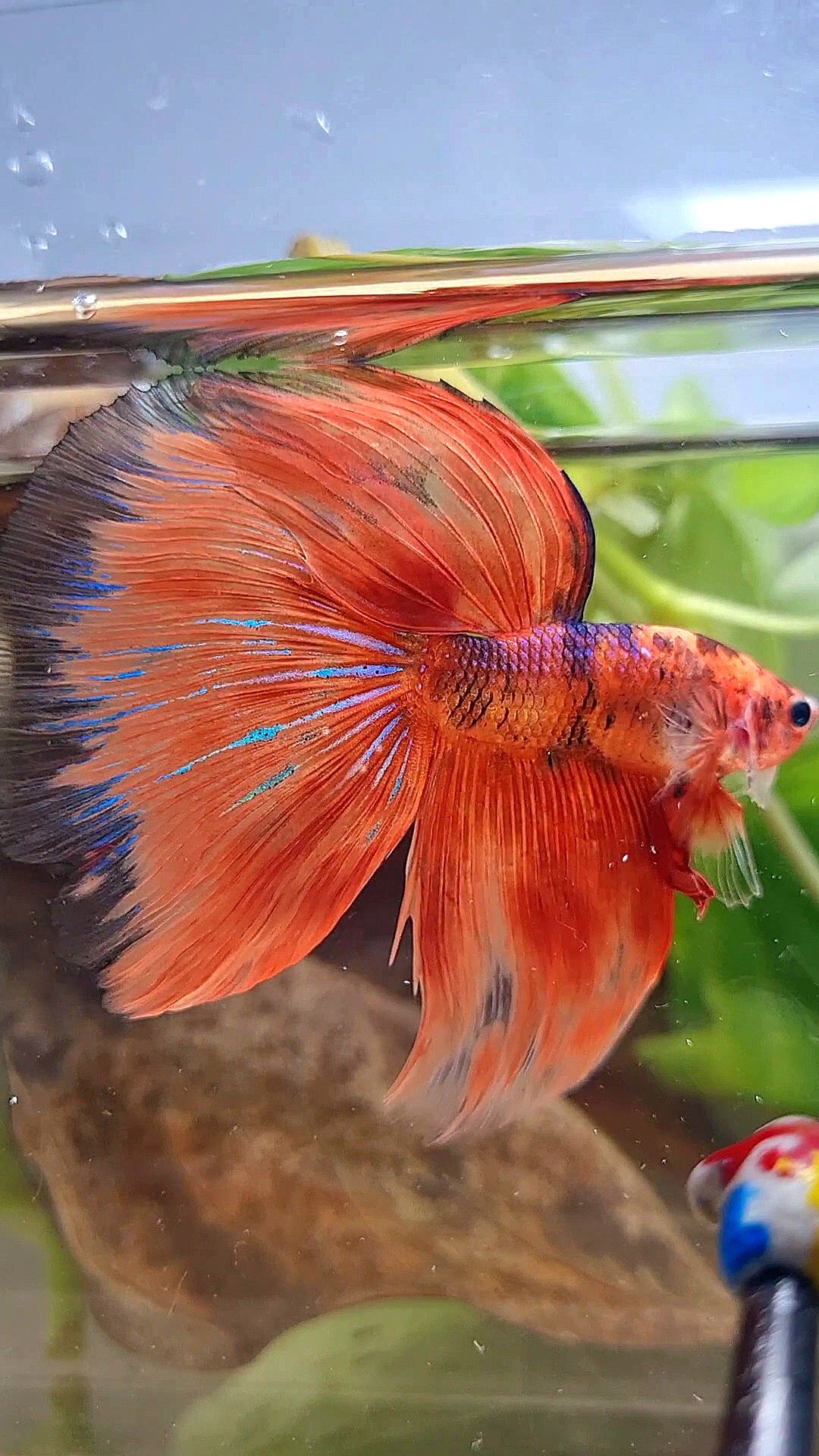 XL HALFMOON OVERTAIL ORANGE FIRE FANCY BETTA FISH