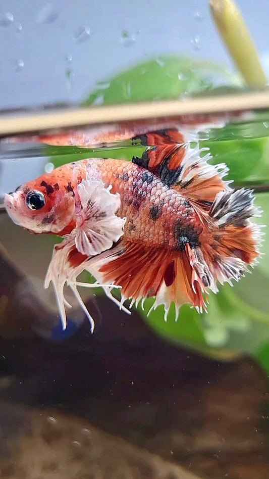 KING CROWNTAIL PLAKAT DUMBO EAR ORANGE COPPER MULTICOLOR BETTA FISH