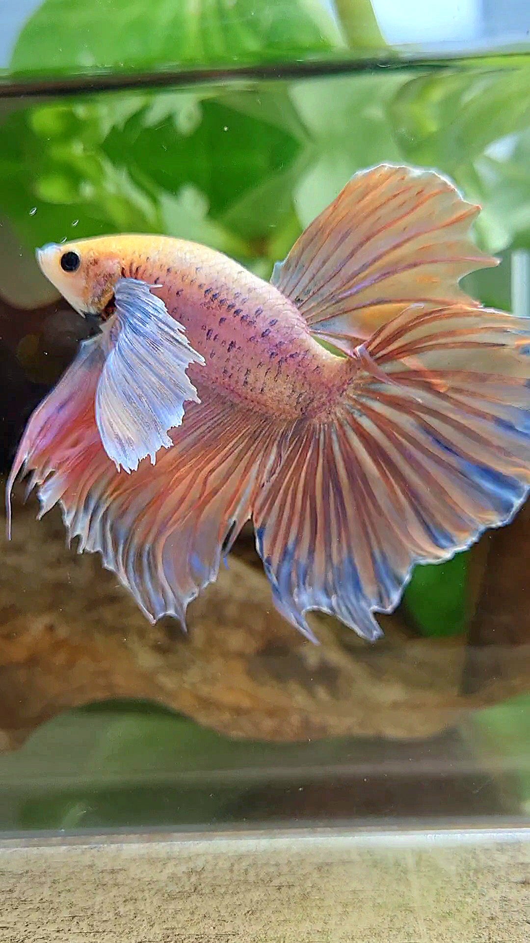 HALFMOON SUPER DUMBO EAR ORANGE MASCOT BETTA FISH