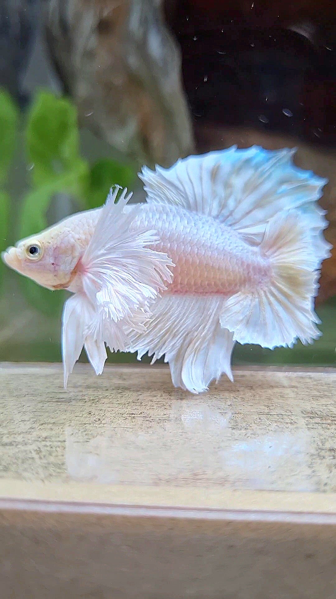 LUXURY PLAKAT DUMBO EAR DOUBLE TAIL DUMBO EAR WHITE YELLOW WASH BETTA FISH