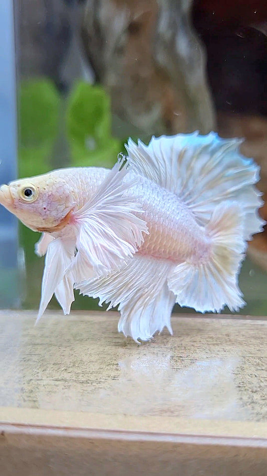 LUXURY PLAKAT DUMBO EAR DOUBLE TAIL DUMBO EAR WHITE YELLOW WASH BETTA FISH