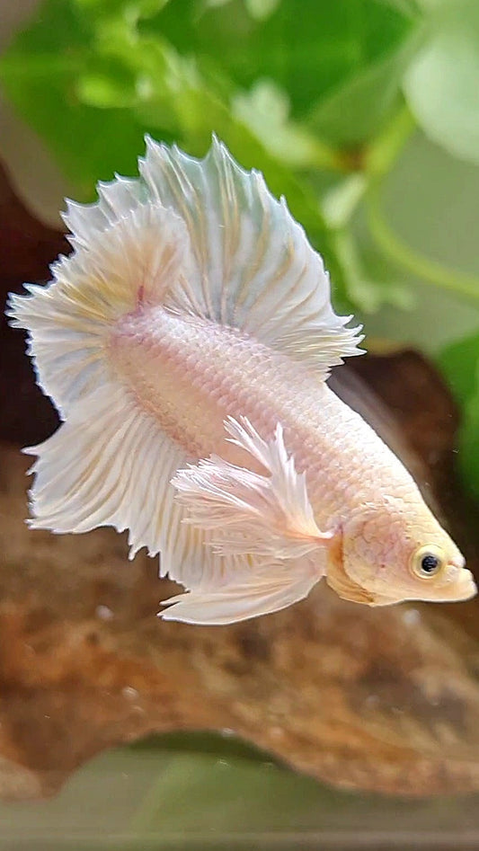 LUXURY PLAKAT DUMBO EAR DOUBLE TAIL DUMBO EAR WHITE YELLOW WASH BETTA FISH