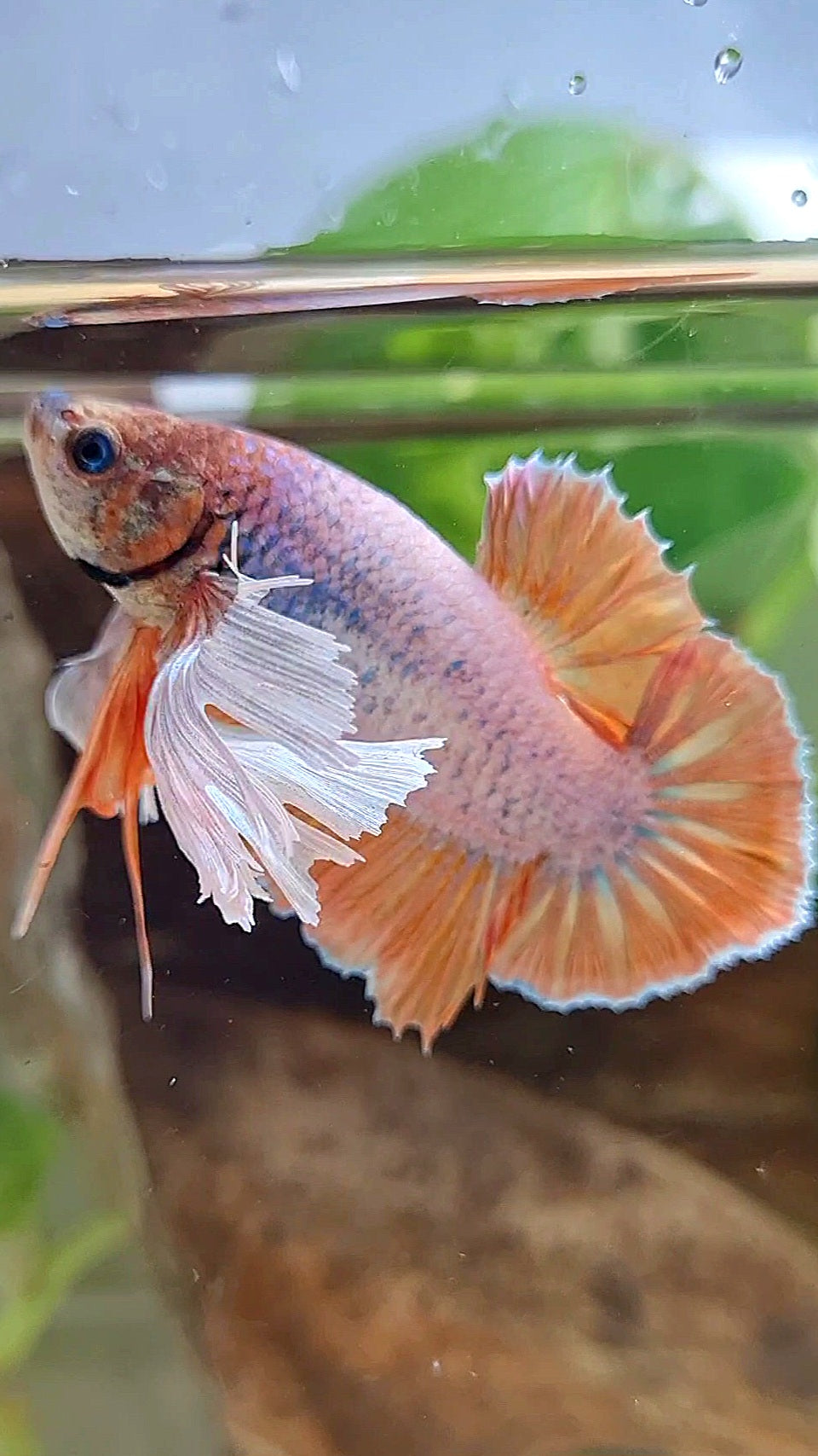 PLAKAT SUPER DUMBO EAR ORANGE BETTA FISH