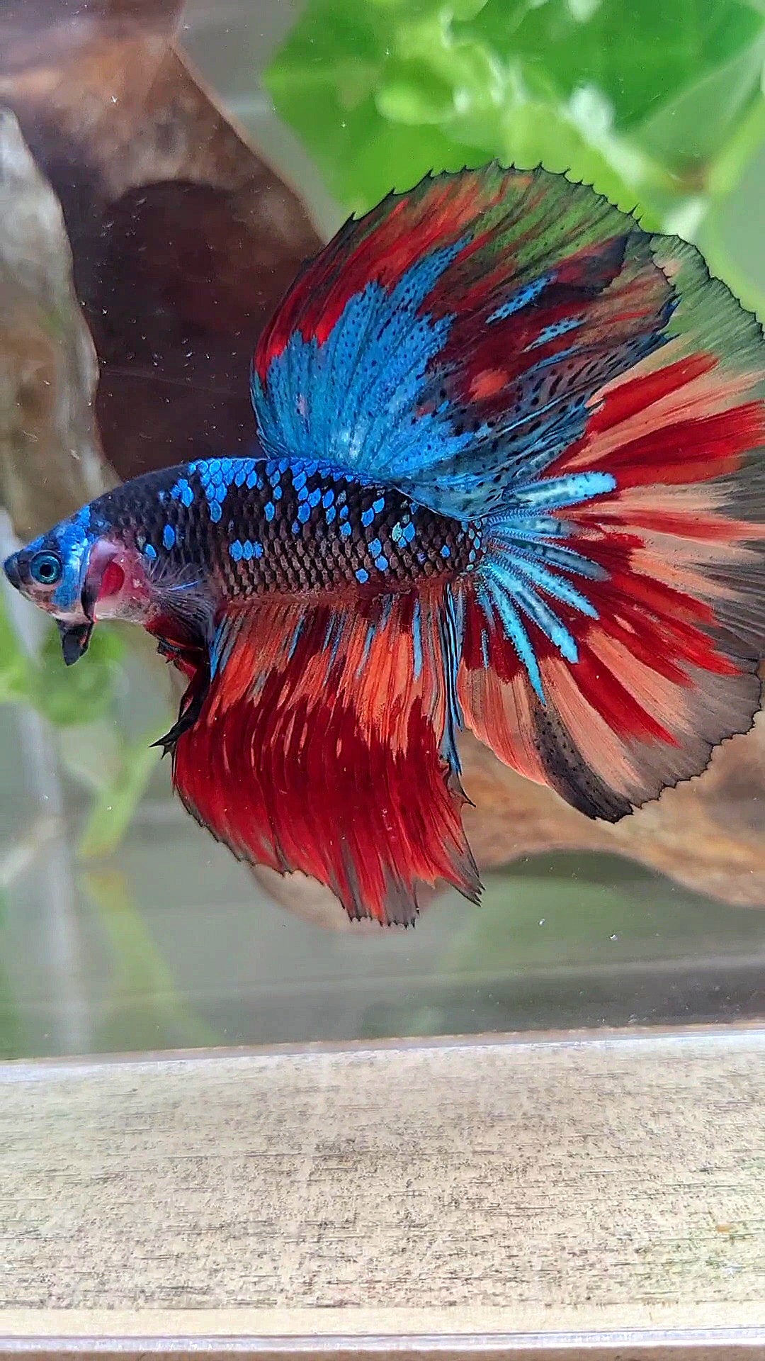 HALFMOON ROSETAIL BLACK GALAXY AVATAR BLUE NEMO VARIATION BETTA FISH
