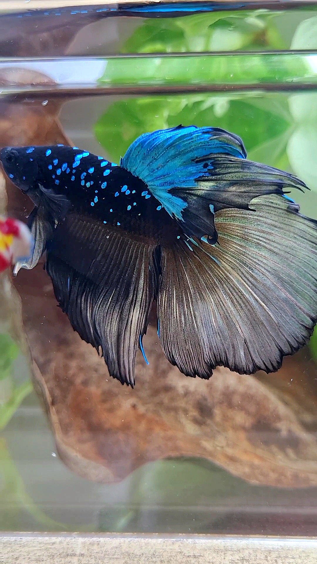 XXL HALFMOON ROSETAIL BLACK GALAXY AVATAR BLUE YELLOW BETTA FISH