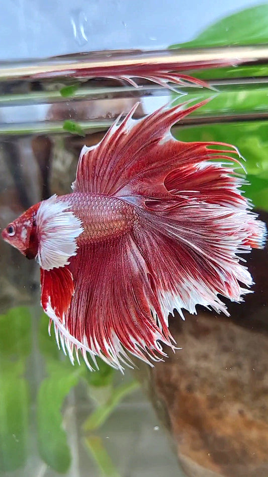 LUXURY HALFMOON CROWNTAIL DUMBO EAR DOUBLE TAIL ROSEGOLD BETTA FISH