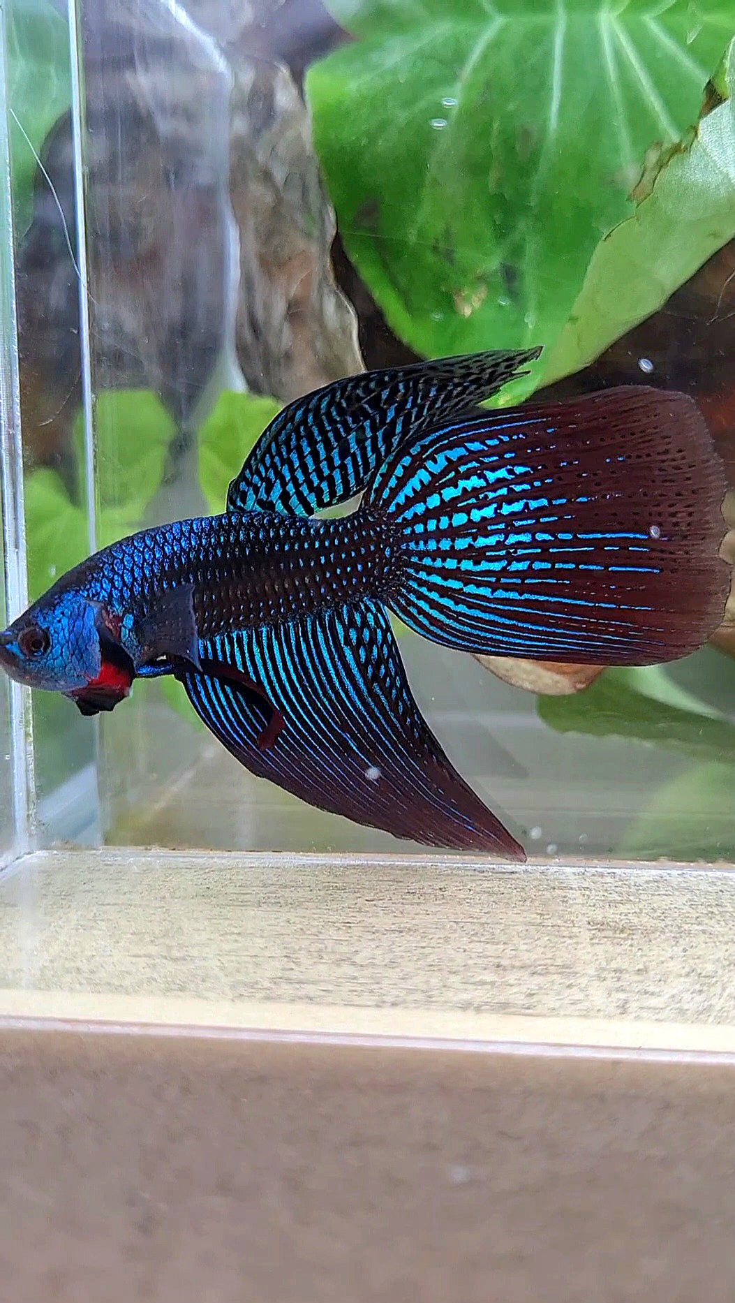 VEILTAIL DELTA ALIEN GREEN BLUE HYBRID WILD BETTA FISH