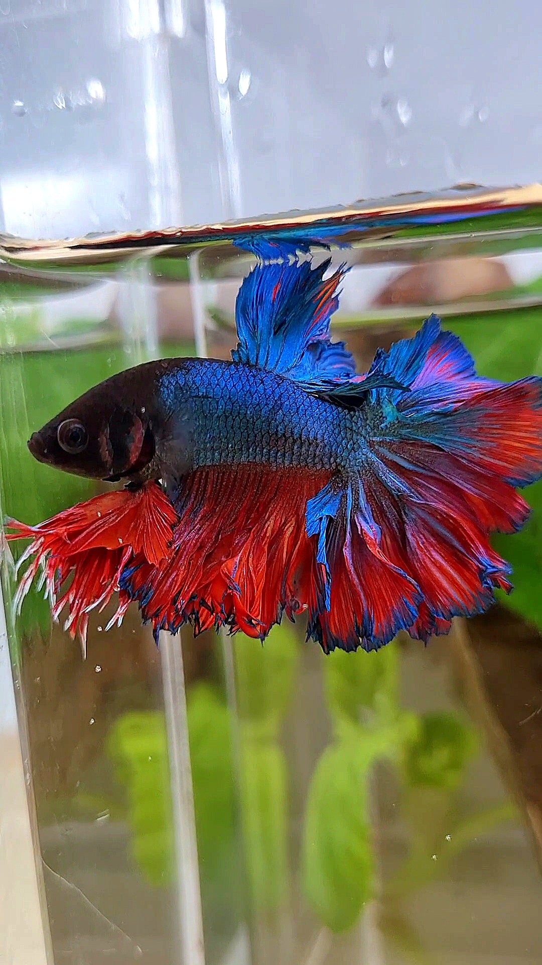 KING ROSETAIL HALFMOON BLUE RED BETTA FISH