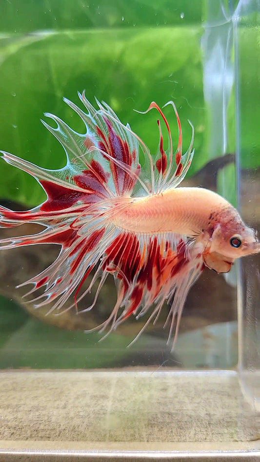 CROWNTAIL ARMAGEDDON FIRE BETTA FISH