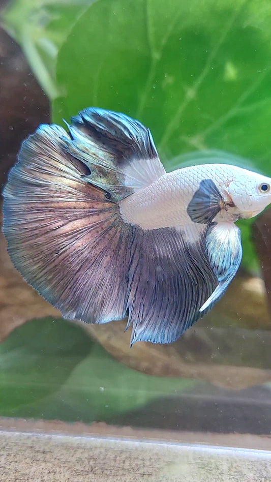 LUXURY HALFMOON ROSETAIL BIG EAR COPPER RIM BICOLOR BETTA FISH