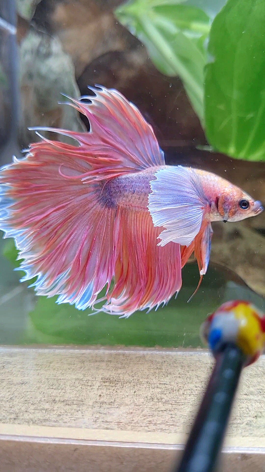 HALFMOON SUPER DUMBO EAR ORANGE BETTA FISH
