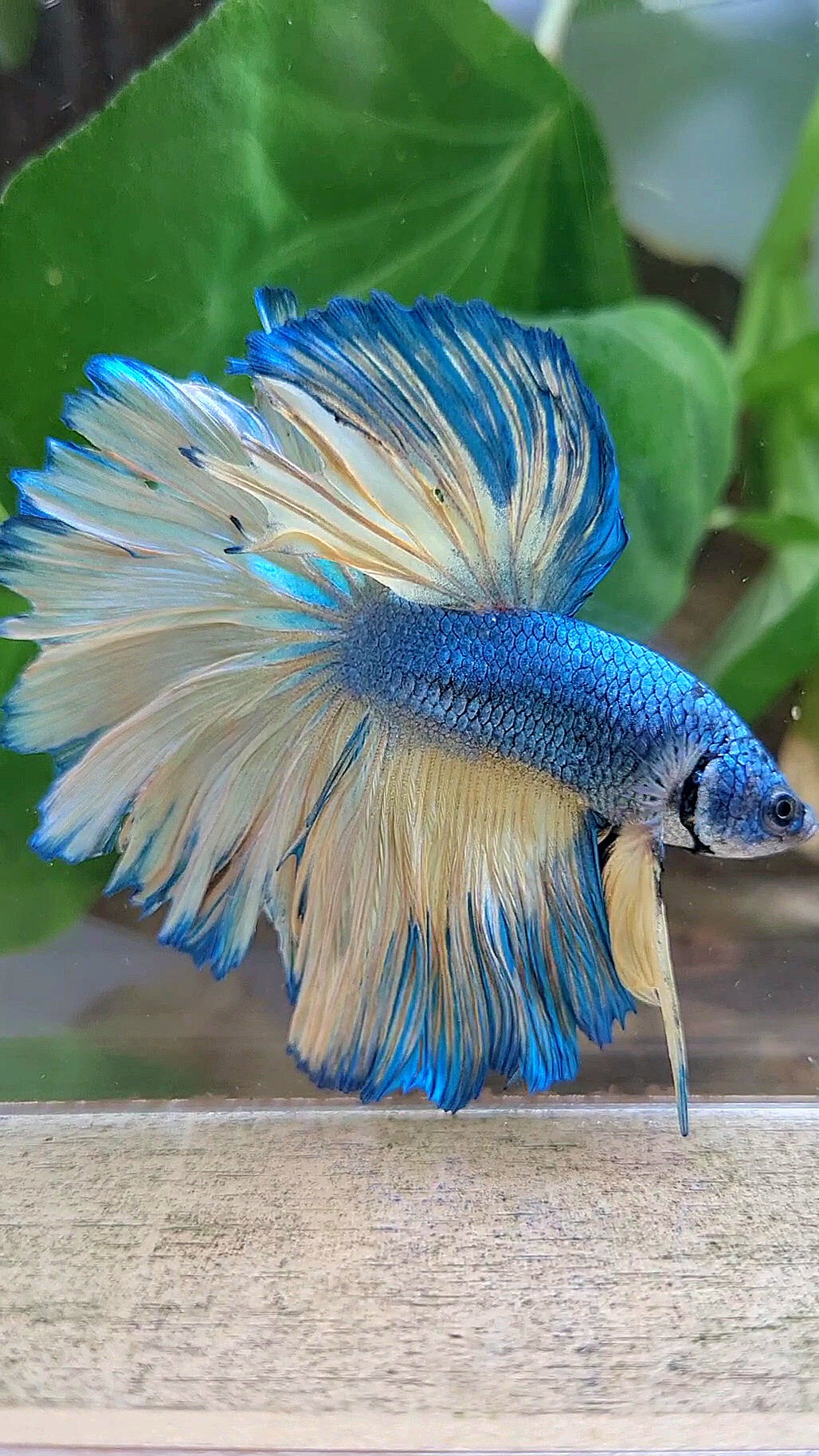 HALFMOON ROSETAIL BLUE YELLOW MUSTARD GAS BETTA FISH