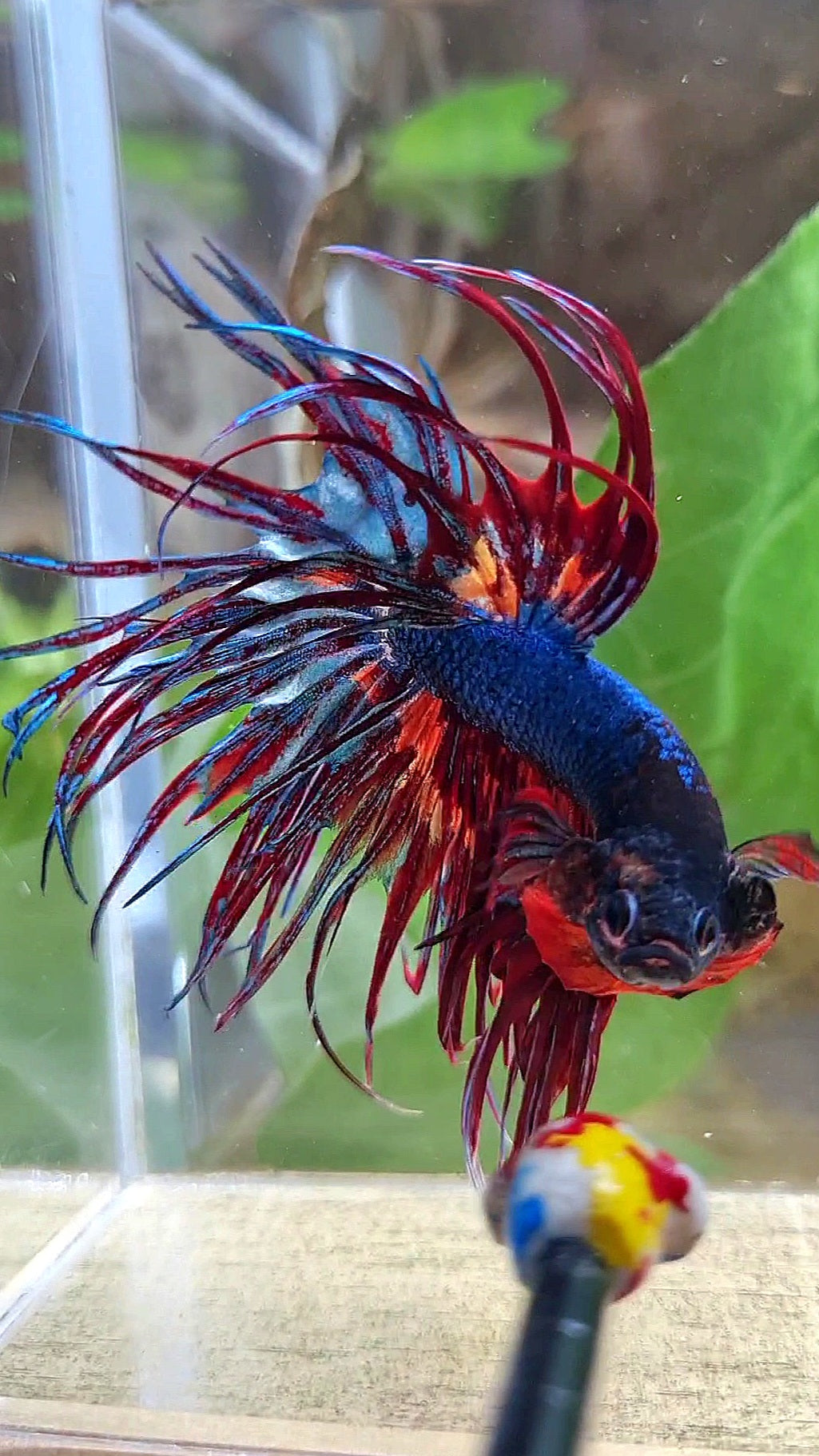 CROWNTAIL DARK BLUE FIRE MULTICOLOR BETTA FISH