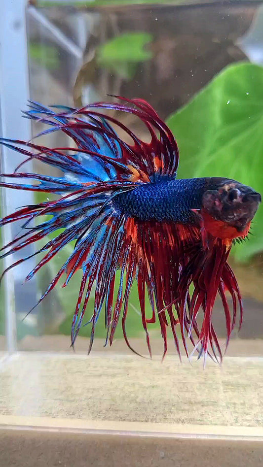 CROWNTAIL DARK BLUE FIRE MULTICOLOR BETTA FISH