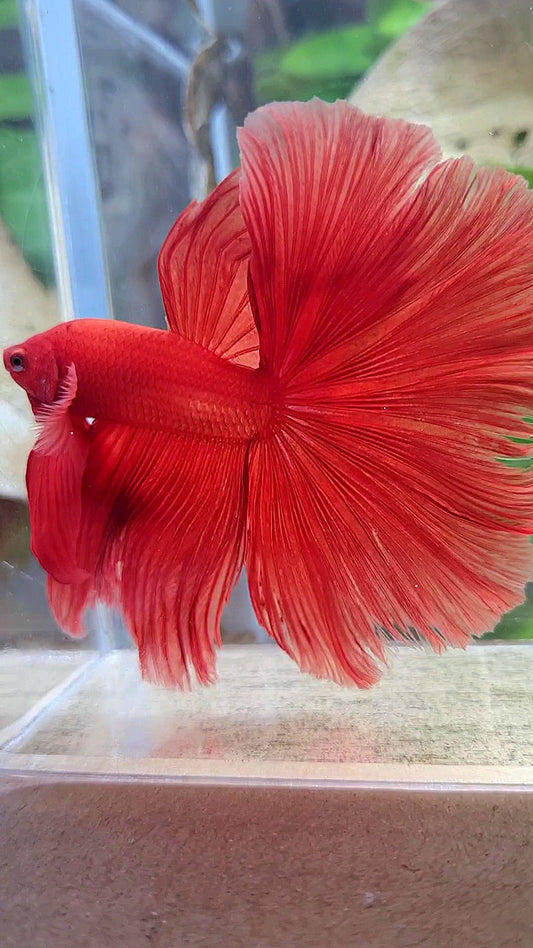 XL HALFMOON ROSETAIL SUPER RED BETTA FISH