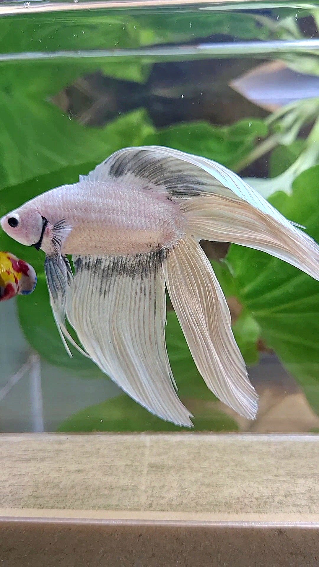 XL VEILTAIL DOUBLE TAIL SOFT GOLD COPPER WASH BETTA FISH