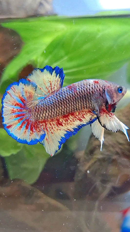 PLAKAT SUPER VANDA DARK PINEAPPLE BETTA FISH