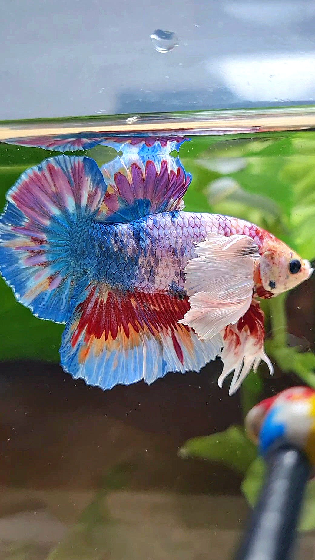 LUXURY HMPK SUPER DUMBO EAR METTALIC MULTICOLOR BETTA FISH