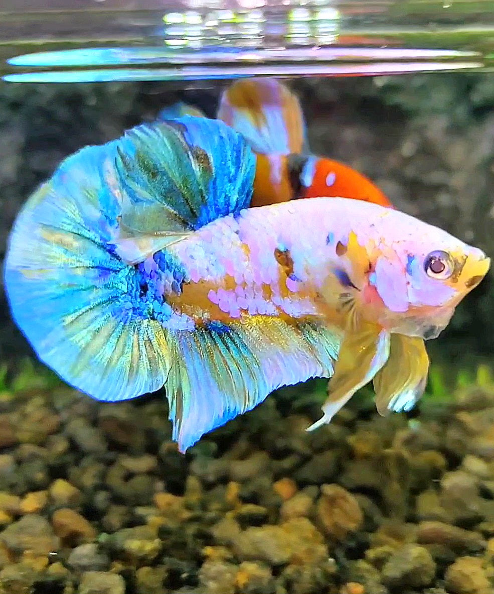 PLAKAT YELLOW SUPER GALAXY MULTICOLOR BETTA FISH