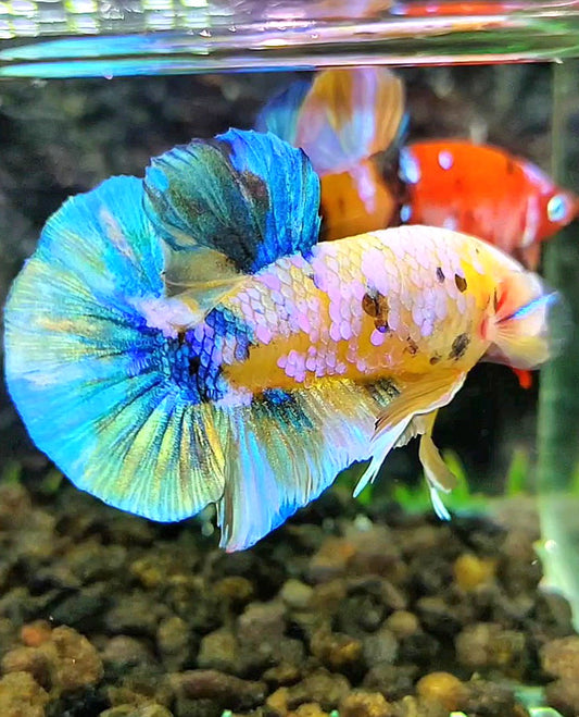 PLAKAT YELLOW SUPER GALAXY MULTICOLOR BETTA FISH