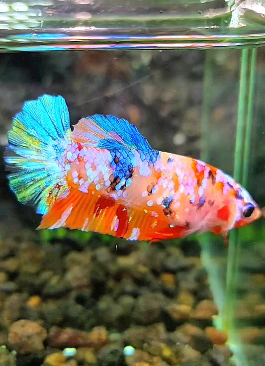 FEMALE PLAKAT SUPER GALAXY MULTICOLOR BETTA FISH