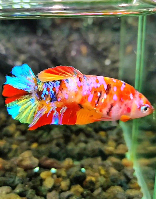 FEMALE PLAKAT GALAXY MULTICOLOR BETTA FISH