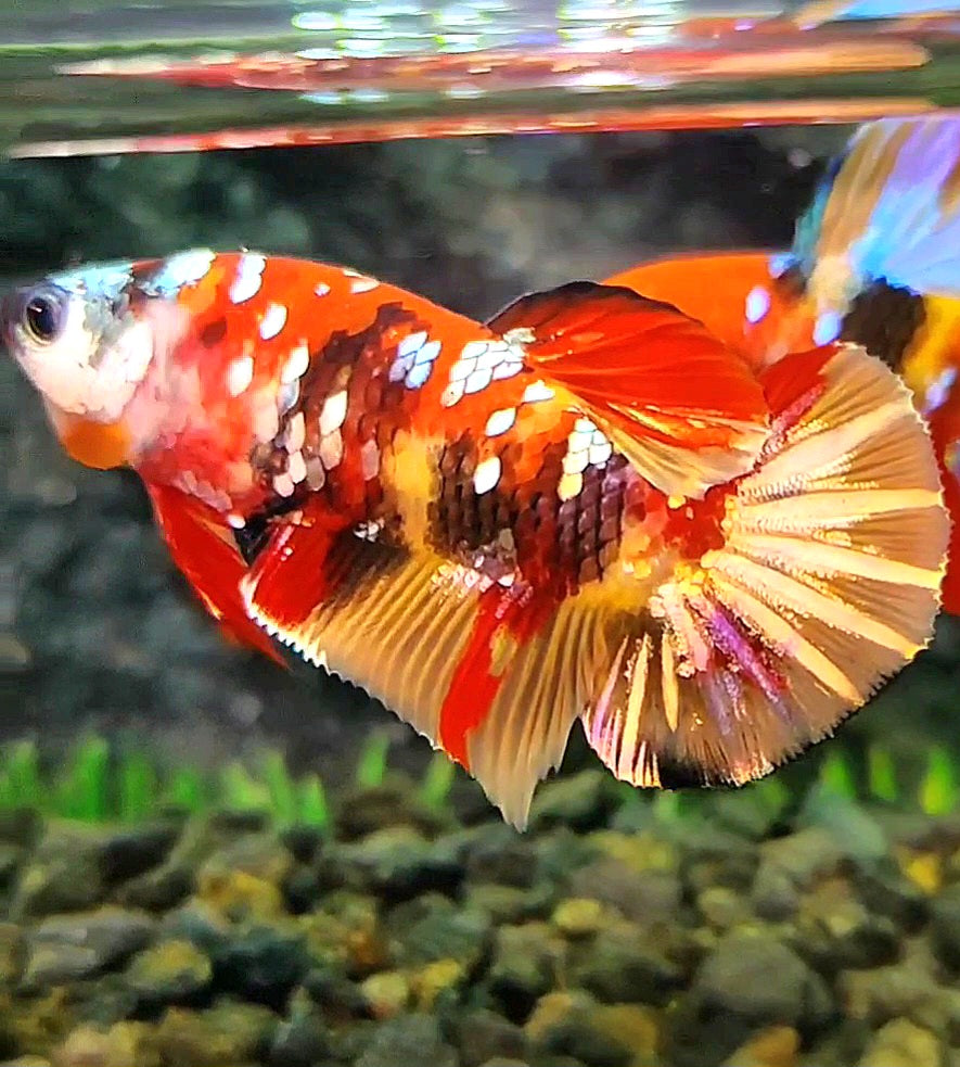 FEMALE PLAKAT RED ORANGE COPPER GALAXY MULTICOLOR BETTA FISH