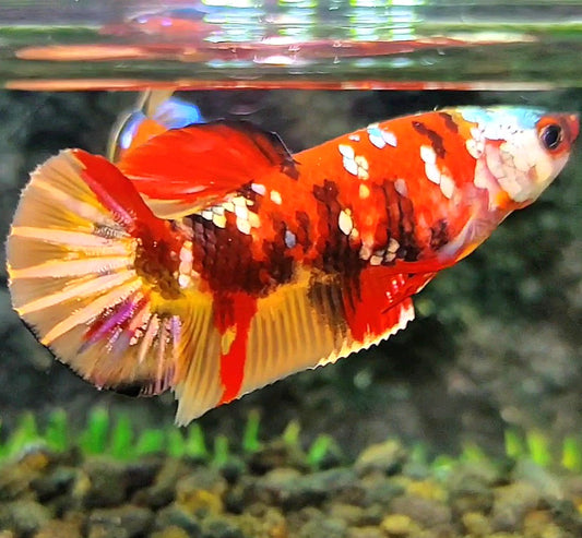 FEMALE PLAKAT RED ORANGE COPPER GALAXY MULTICOLOR BETTA FISH