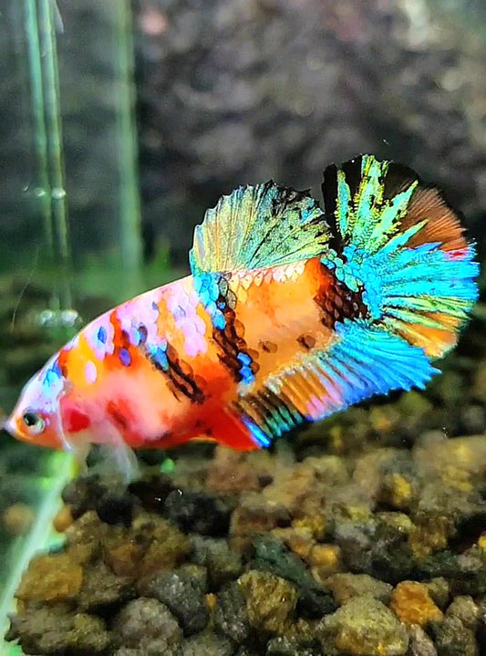 FEMALE PLAKAT SUPER GALAXY MULTICOLOR BETTA FISH