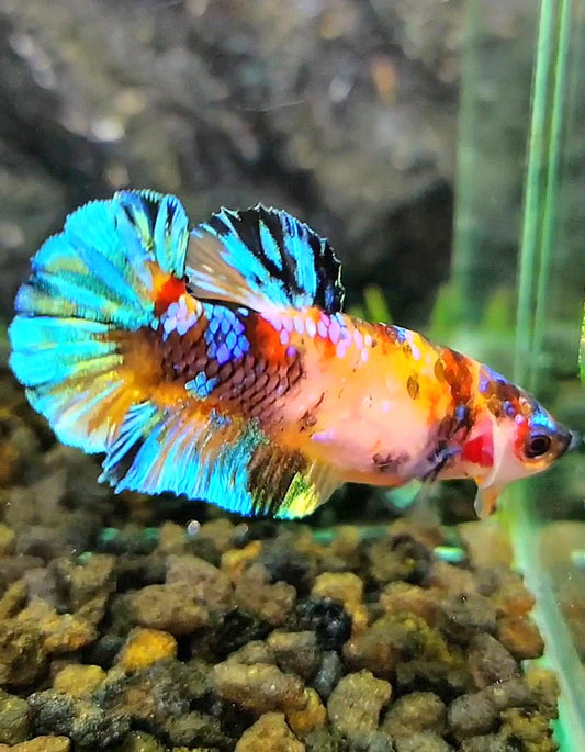 FEMALE PLAKAT UNIQUE GALAXY MULTICOLOR BETTA FISH