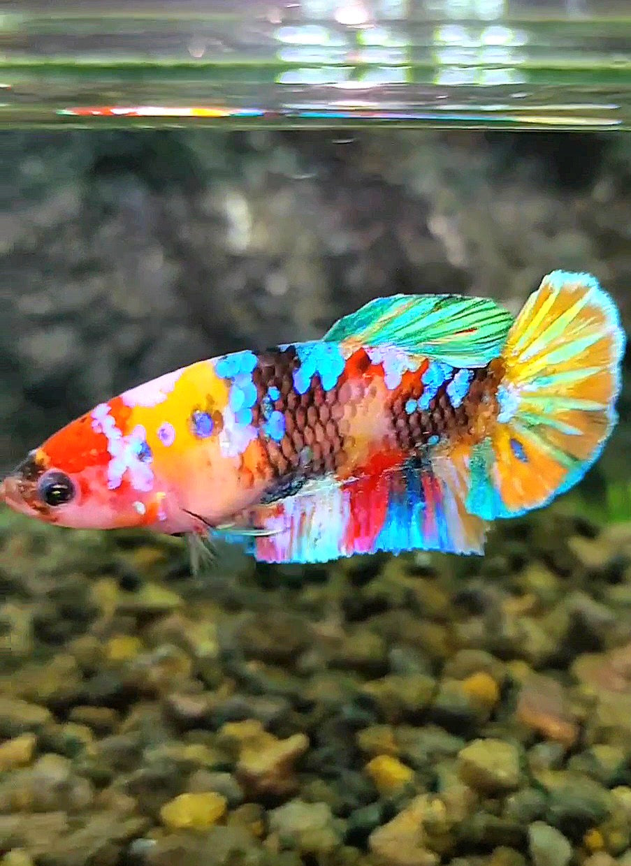 FEMALE PLAKAT RAINBOW GALAXY MULTICOLOR BETTA FISH