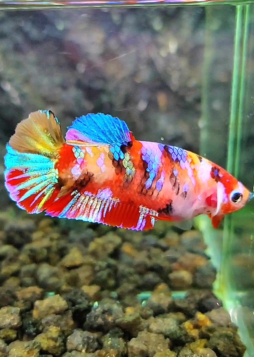FEMALE PLAKAT RAINBOW GALAXY MULTICOLOR BETTA FISH