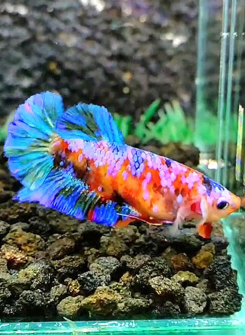 FEMALE PLAKAT SUPER GALAXY MULTICOLOR BETTA FISH