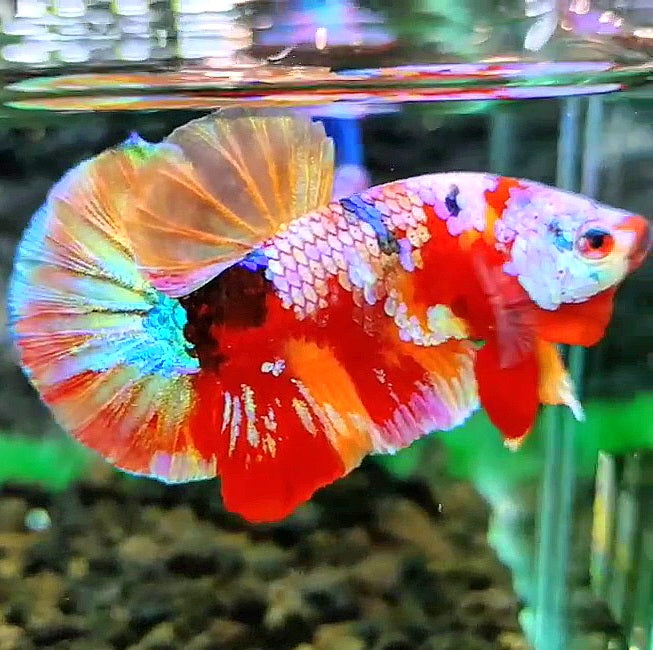 PLAKAT RAINBOW GALAXY MULTICOLOR BETTA FISH