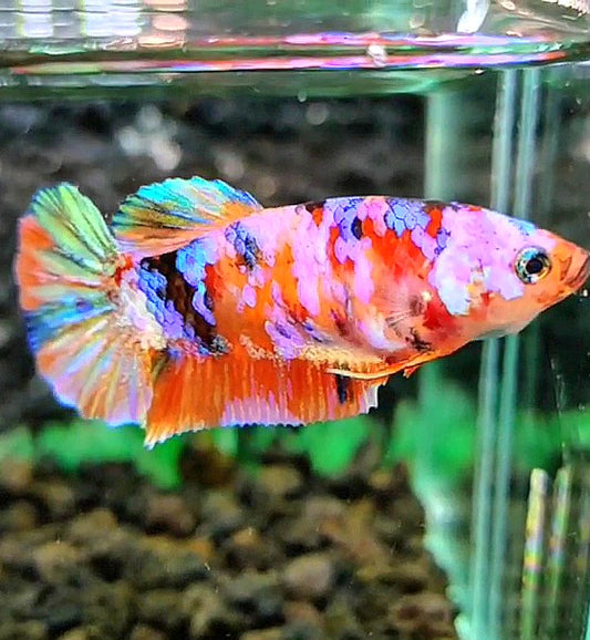 FEMALE PLAKAT SUPER GALAXY MULTICOLOR BETTA FISH