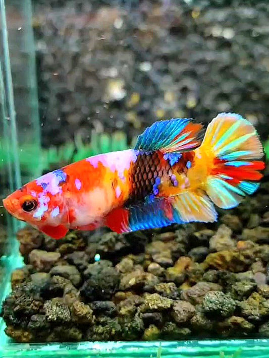 FEMALE PLAKAT RAINBOW GALAXY MULTICOLOR BETTA FISH